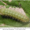 aricia agestis larva3a